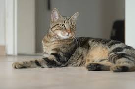 images (2)